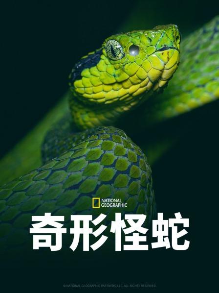 秘色传媒《奇形怪蛇》免费在线观看